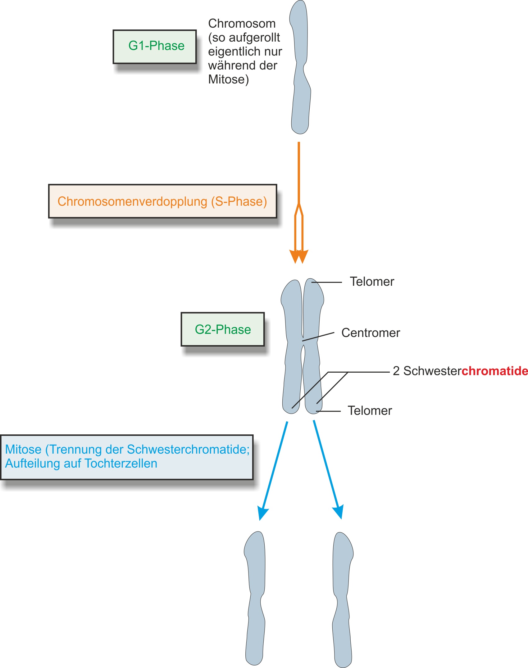 Übersicht: Verdopplung der Chromosomen von Einchromatidchromosom zum Zweichromatidchromosom und die anschließende mitotische Teilung wieder zum Einchromatidchromosom.