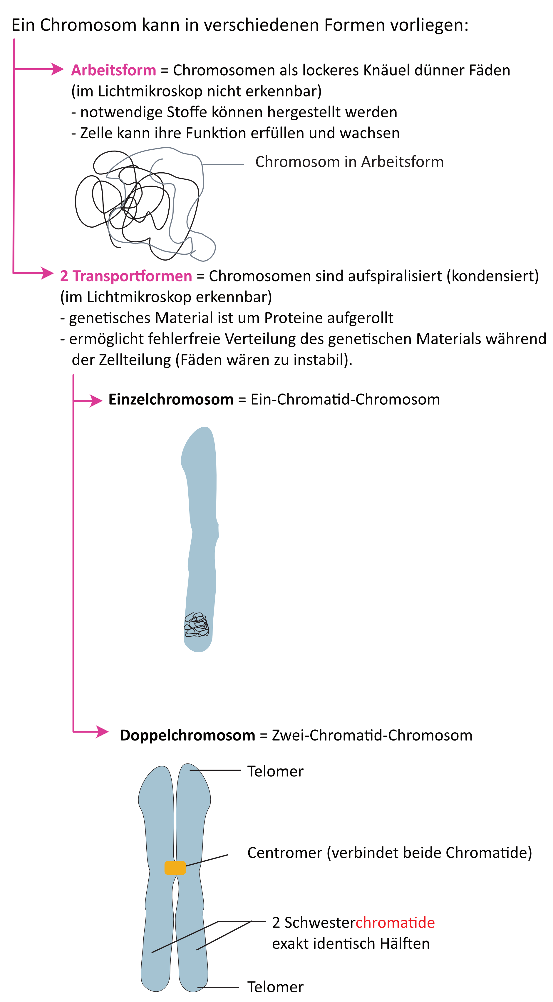 02 00 ta bau eines chromosoms