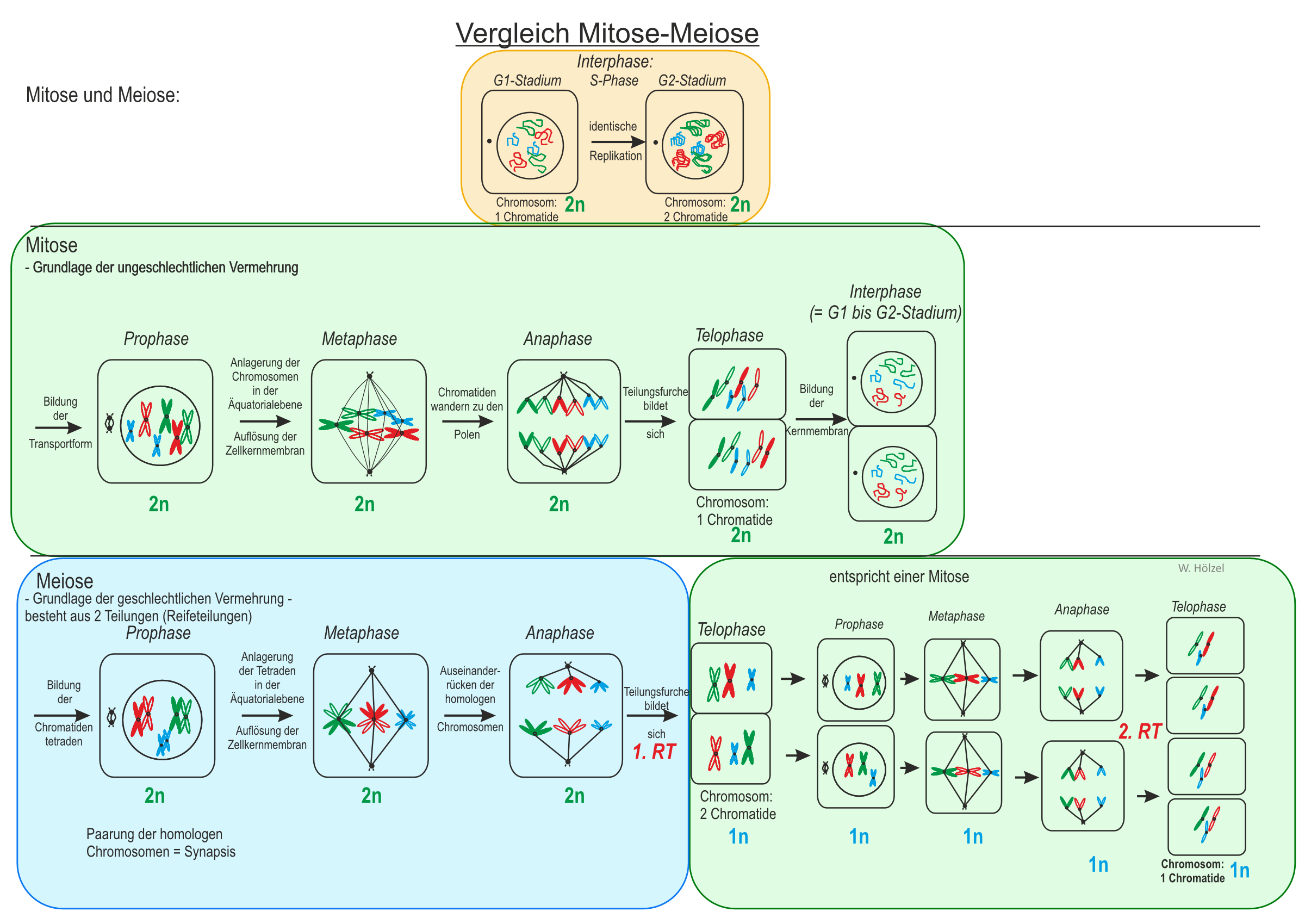 Vergleich Mitose Und Meiose Nordic Online