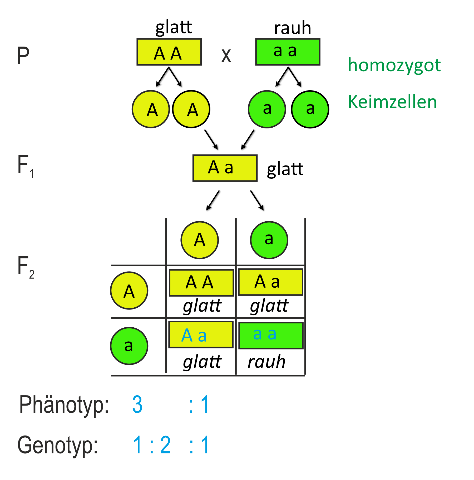01 ta monohybridererbgang loesung