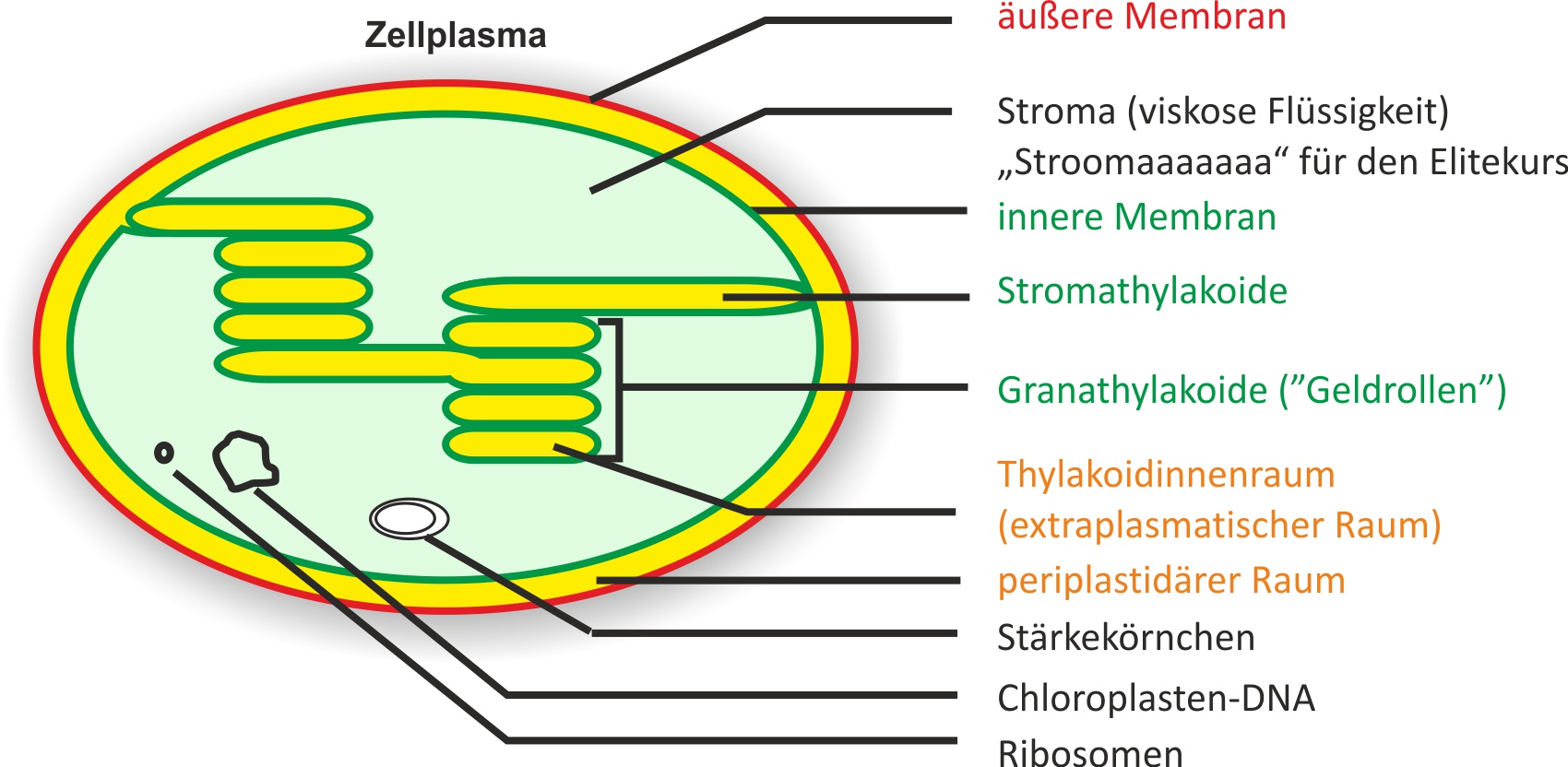 Querschnittsskizze eines Chloroplasten