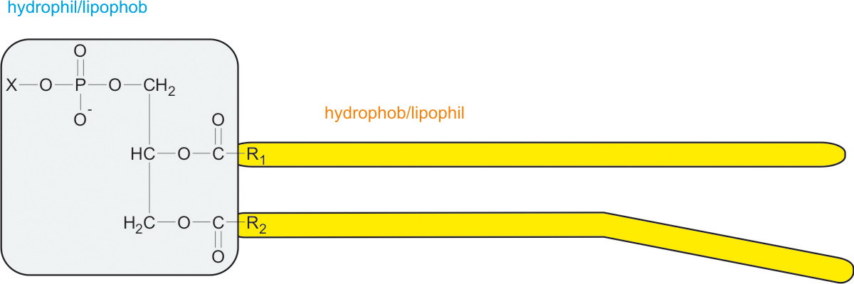 02 ta phospholipide - allgemein