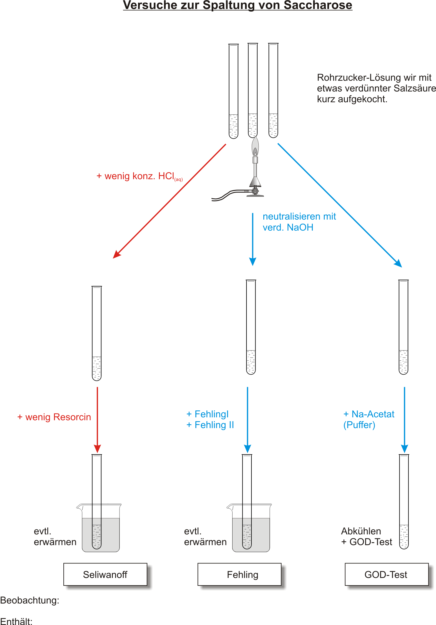 Schulversuche zur Spaltung von Saccharose mit Seliwanoff-Probe, Fehling und GOD-Test