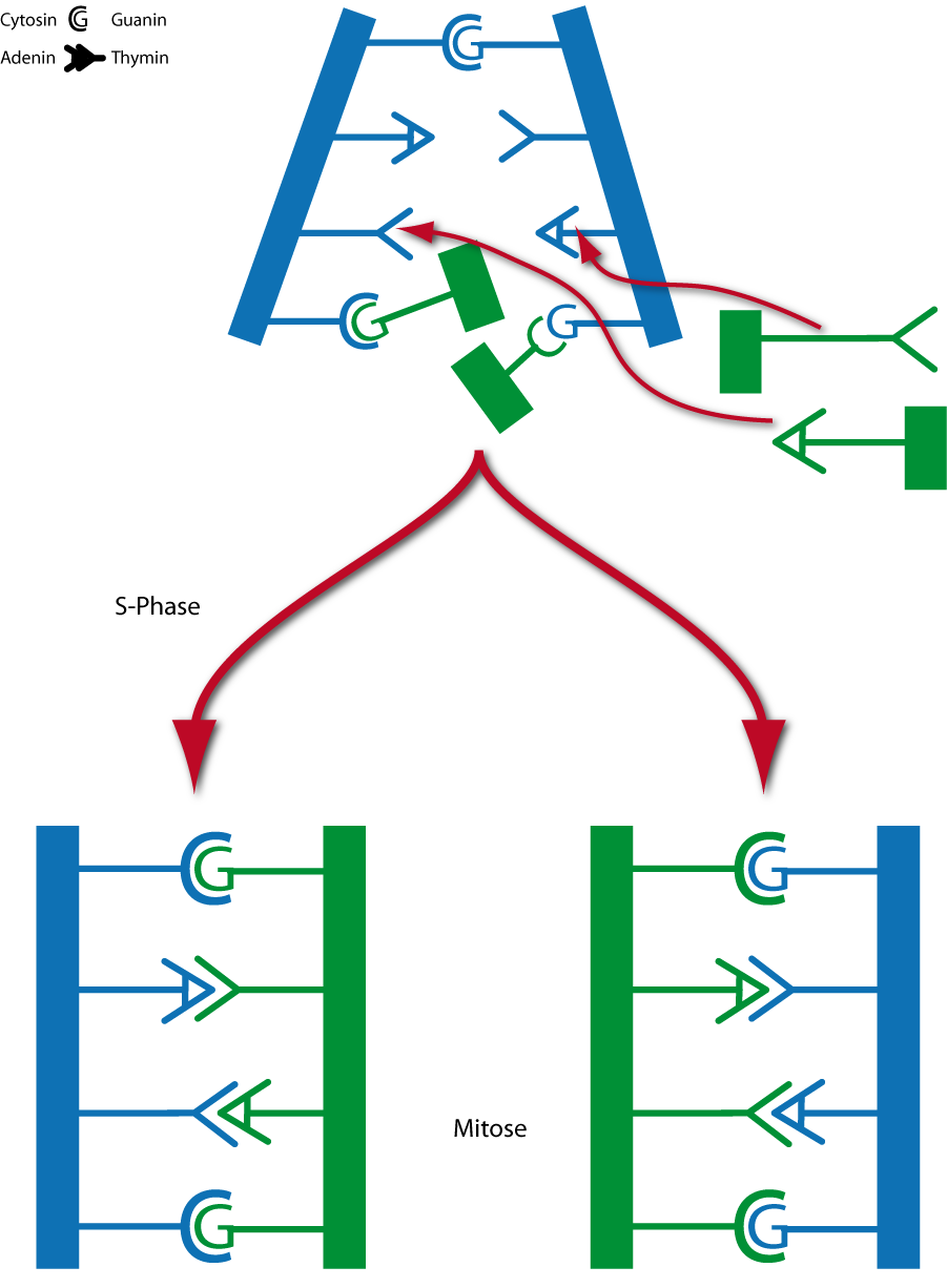 04 ta replikation der dna