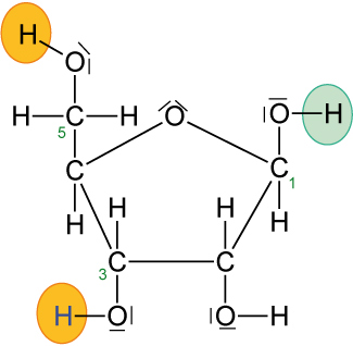 10-ta-ribose