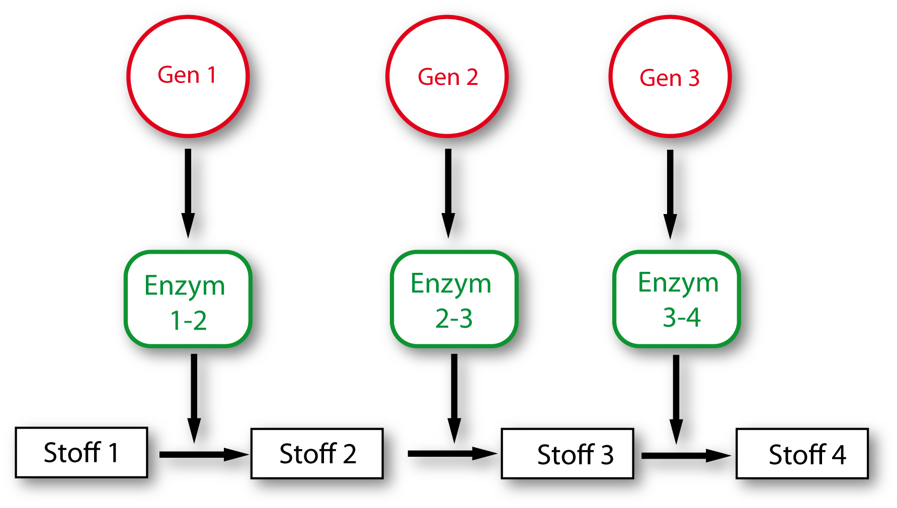 12 genwirkkette 01