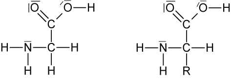 05-01-03-ta-glycin