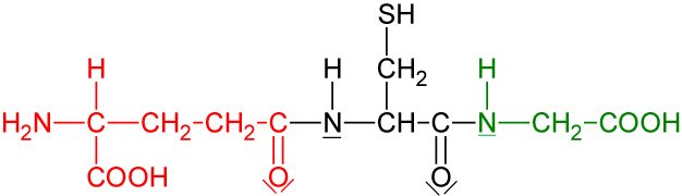 05-02-03-ta-glutathion---gsh---tripeptid---farbig